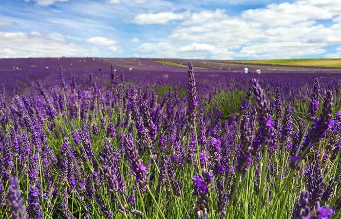 Hitchin Lavender Fields