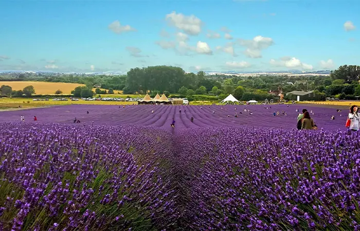 Hitchin fields